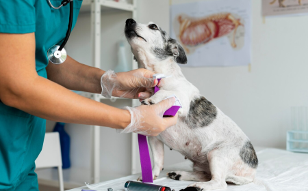 Exploring the Future of Animal Wound Care Market: Growth Drivers & Challenges