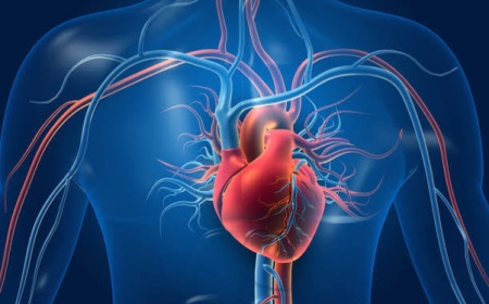 The Flow of Life: How Blood Circulation Impacts Every Aspect of Wellbeing