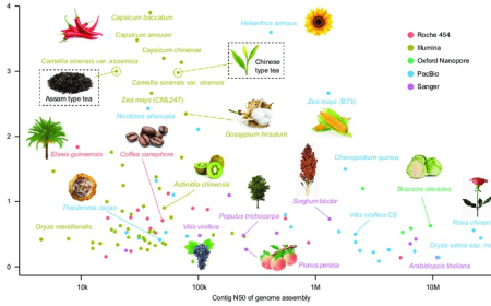 Research Development in Plant Genome Sequencing