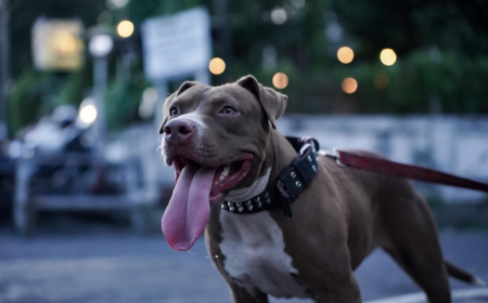 A Complete Guide to Buying Healthy Pitbulls for Sale New York