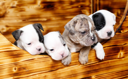 Healthy Happy and Loyal Bully Puppies for Sale Connecticut
