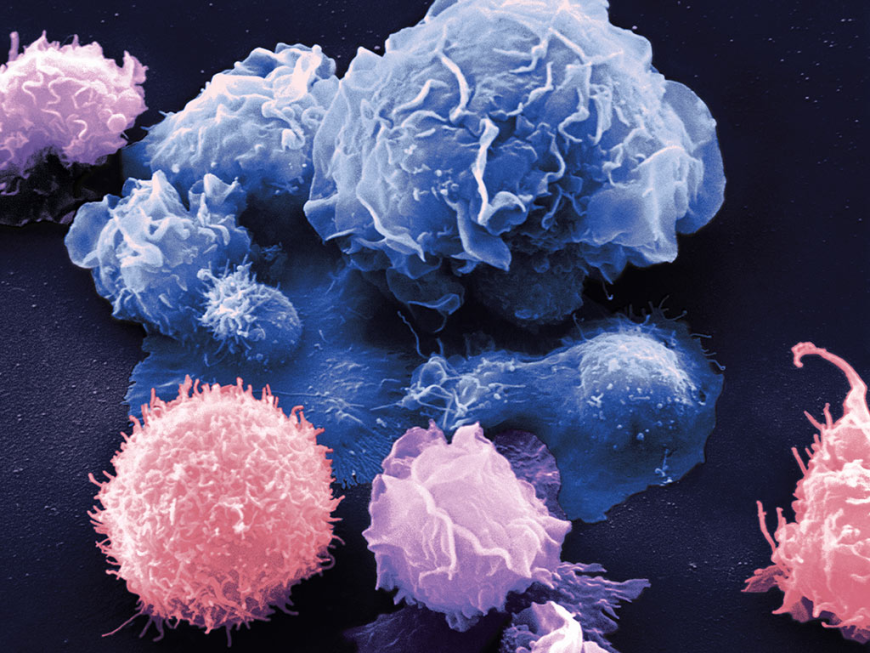Monocyte Activation Tests Market Analysis and Opportunities by 2030