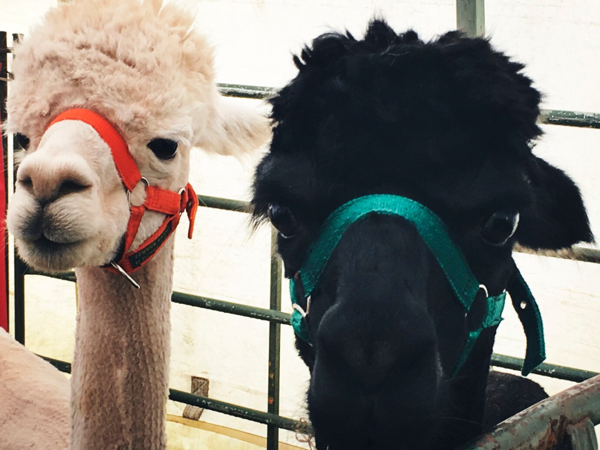 The Rising Demand for Alpaca Apparel and Accessories Market: A Sustainable Fashion Revolution