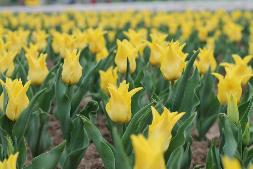 Kashmir Tulip Festival: A Colorful Celebration of Spring