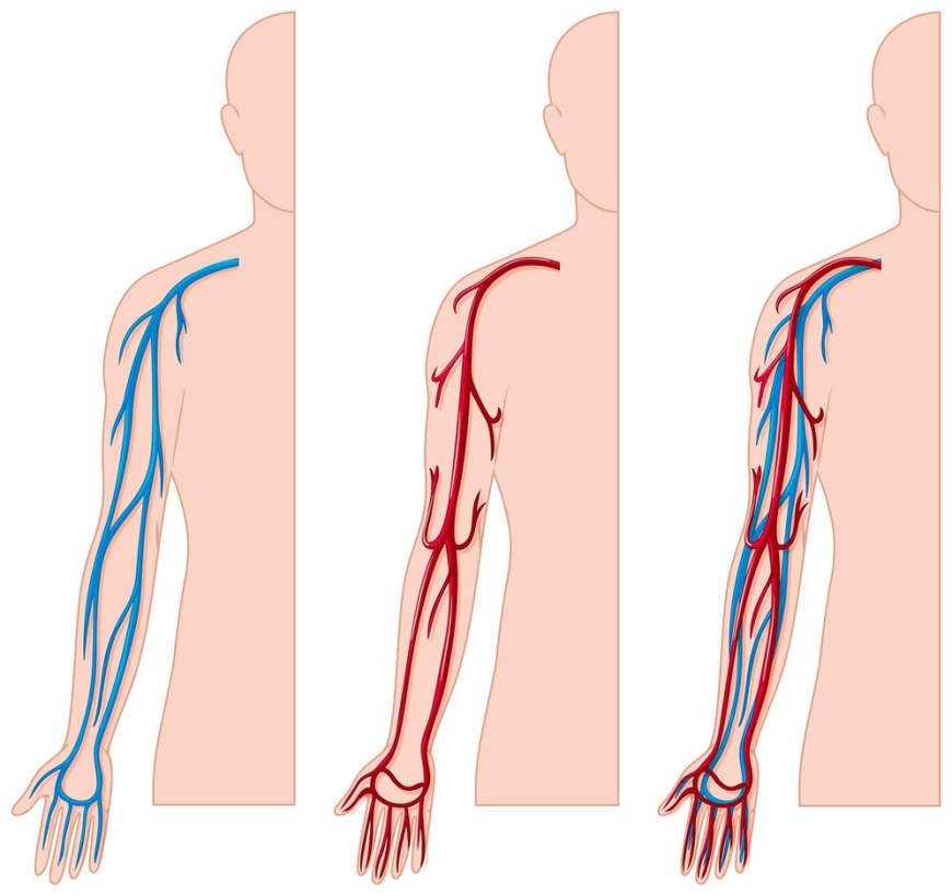 Exploring the Global Vascular Patches Market: Innovations & Insights