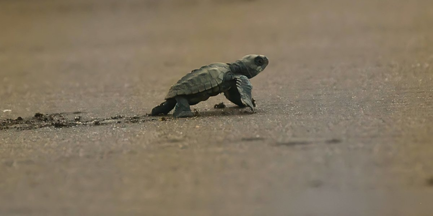 Velas Turtle Festival: A Journey into Conservation and Culture