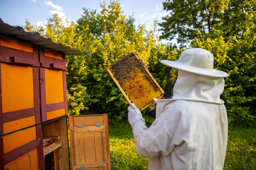 Smart Beehive Monitoring System: The Role of IoT in Modern Beekeeping and Bee Health Management