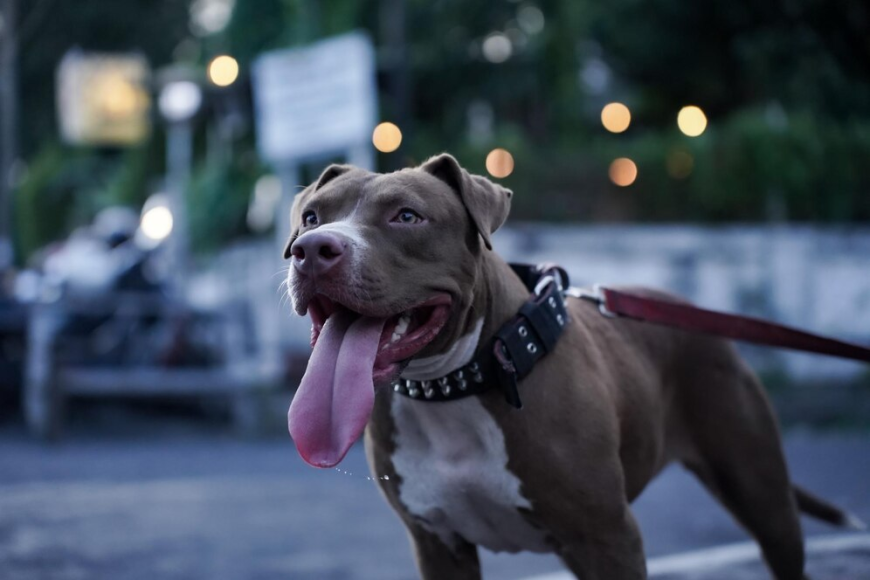A Complete Guide to Buying Healthy Pitbulls for Sale New York