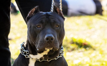 Why Ohio Is the Best Place to Find Quality Pitbull Kennels for Sale