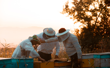 Modern Beekeeping Methods: The Exclusive Role of IoT in Saving Beekeeping