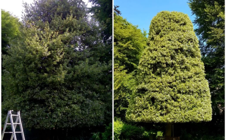 Tree Thinning: Why It Matters for Healthy, Safe Trees