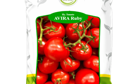 Top 10 Best Tomato Seeds in India for High Yield and Quality