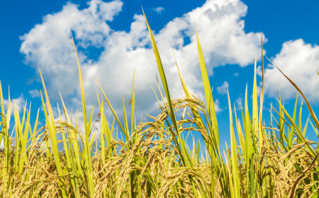 Oryzenin Market Size, Share, Trends, Forecasts To 2033