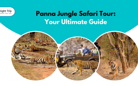 Panna Jungle Safari Tour: Your Ultimate Guide
