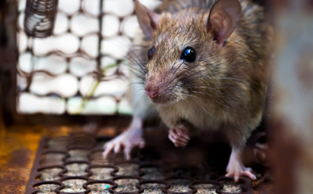 The Ultimate Guide to Rat Extermination: Protecting Your Home and Health