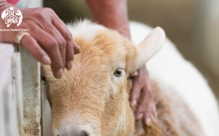 How to Donate for the Cheapest Qurbani This Year