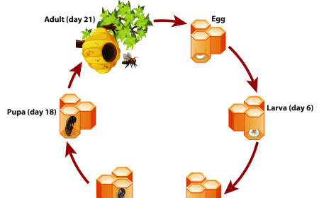 Gain Knowledge About Honey Bees & Effective Tips to Keep Ants Out of the Beehive