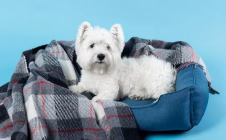 Synthetic blankets are different in comparison to Natural wool blankets