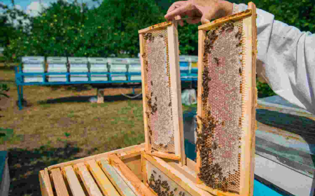 Exclusive Guide to Beehive Monitoring Systems: Location Planning, Safe Movement, and Beehive Types Explained