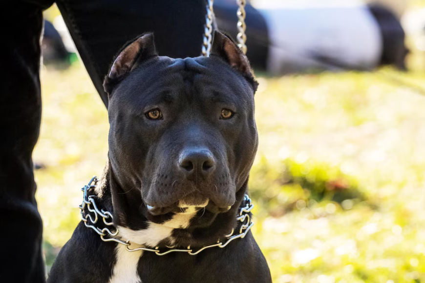 Why Ohio Is the Best Place to Find Quality Pitbull Kennels for Sale
