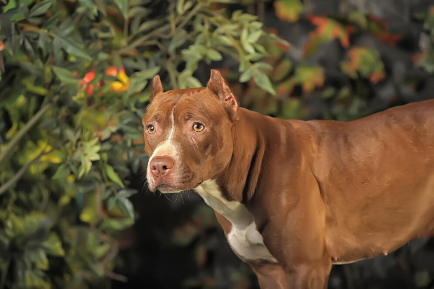 How to Spot Ethical and Reputable Pitbull Breeders in Maryland