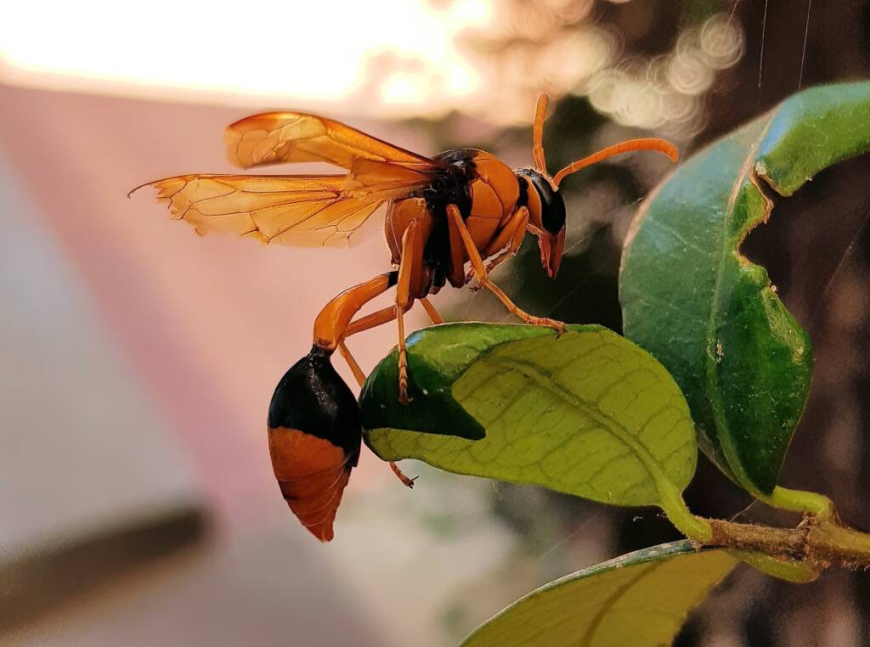 Big Orange Wasps in Australia: What You Need to Know and How to Remove Them Safely