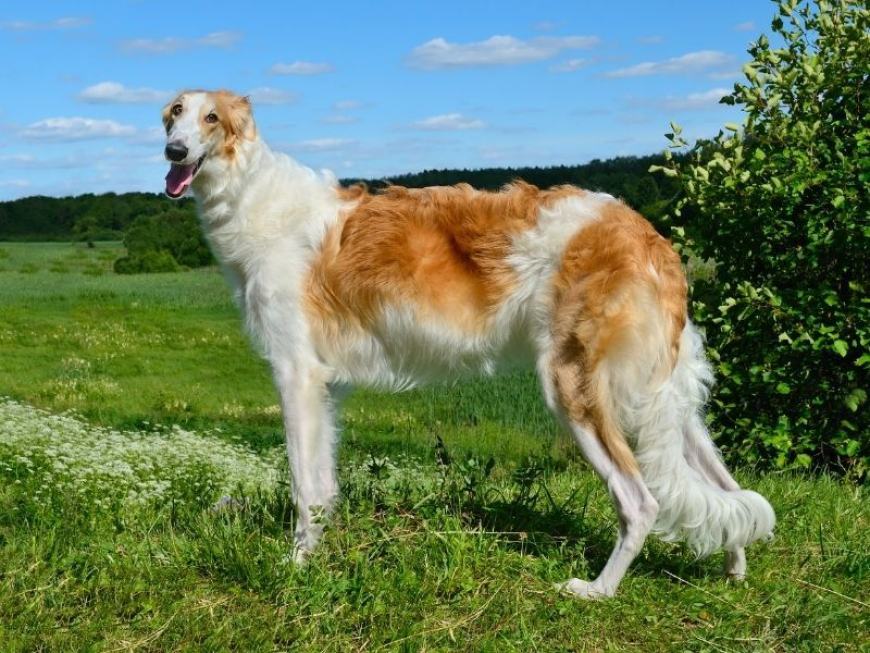 Borzoi Dog: A Complete Guide to the Elegant Russian Hound