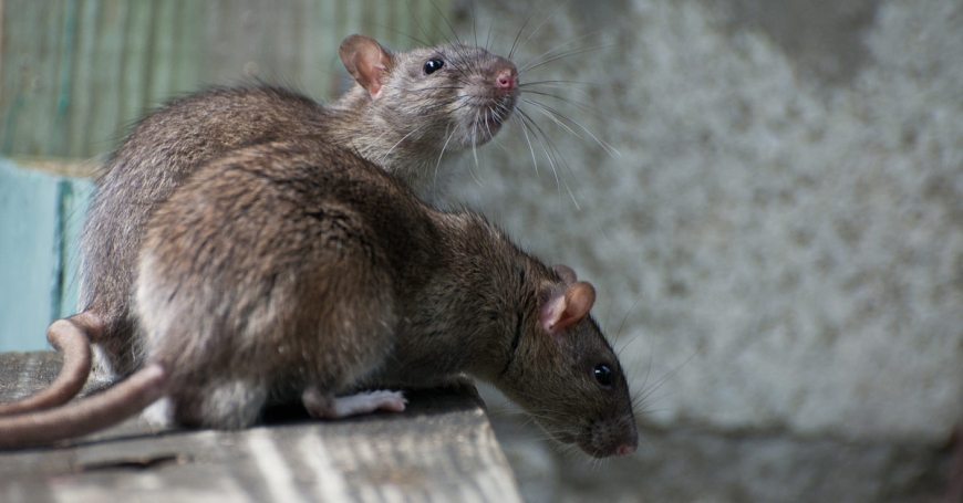 What are the common entry points for rats in Houston homes?