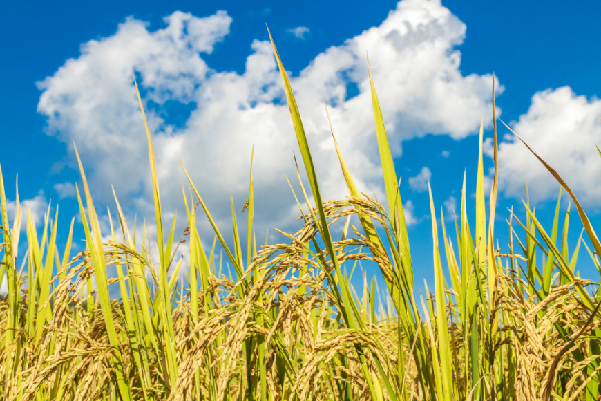 Oryzenin Market Size, Share, Trends, Forecasts To 2033