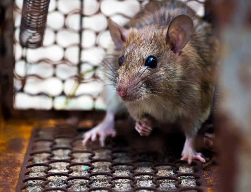 The Ultimate Guide to Rat Extermination: Protecting Your Home and Health