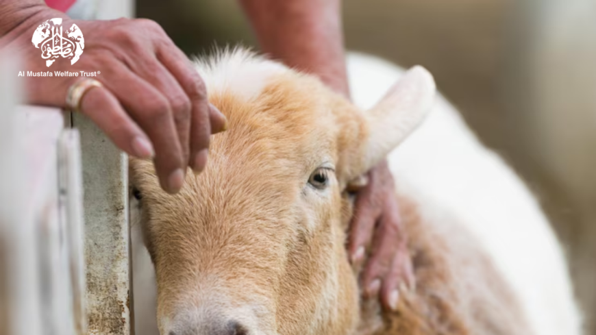 How to Donate for the Cheapest Qurbani This Year