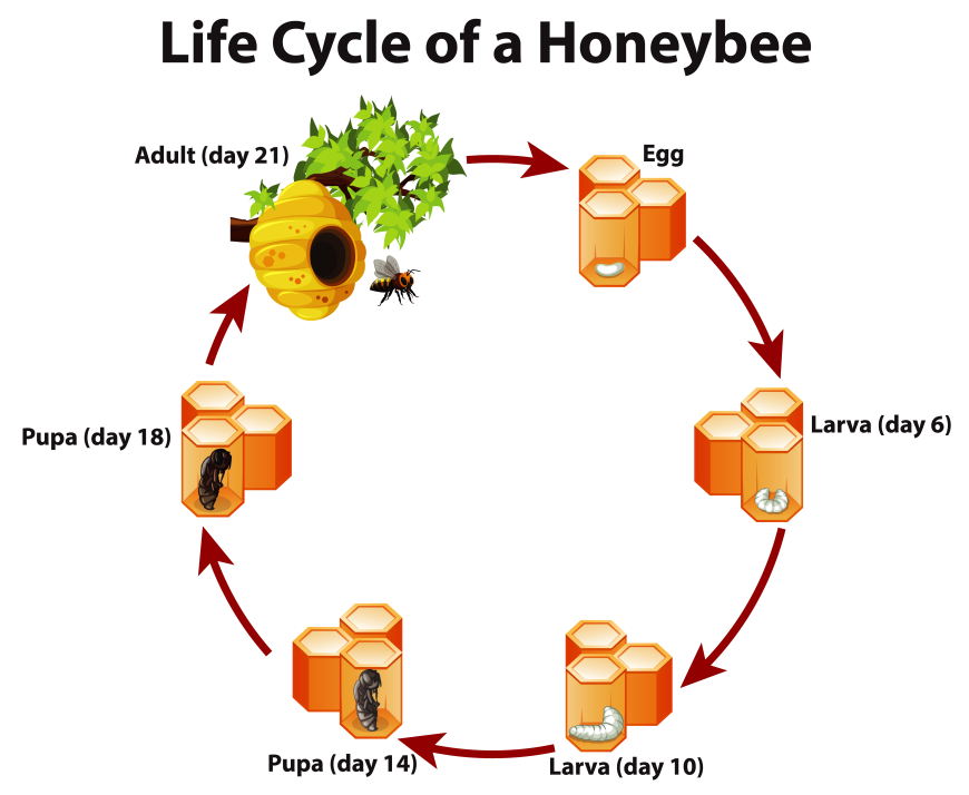 Gain Knowledge About Honey Bees & Effective Tips to Keep Ants Out of the Beehive
