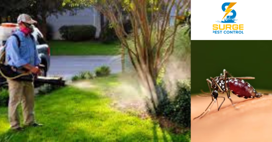 The Real Dangers of Mosquitoes in Georgetown—and How to Stop Them