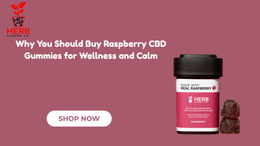 Why You Should Buy Raspberry CBD Gummies for Wellness and Calm