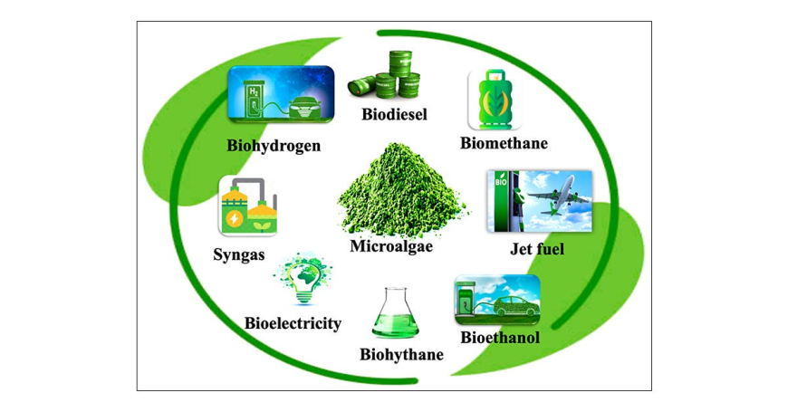 Algae Biofuel Market Size Expansion to Drive Significant Revenues in the Future