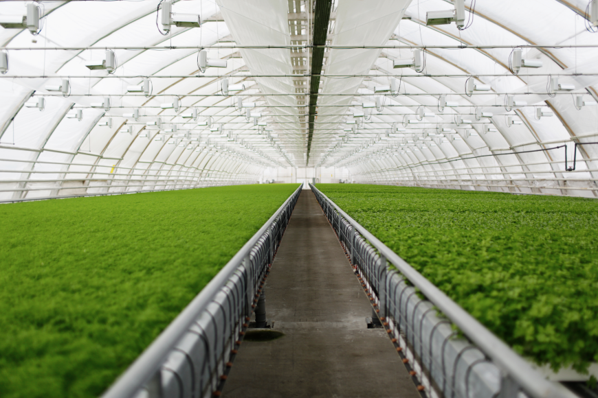 Is Greenhouse Plastic Sheeting Worth It? Pros and Cons