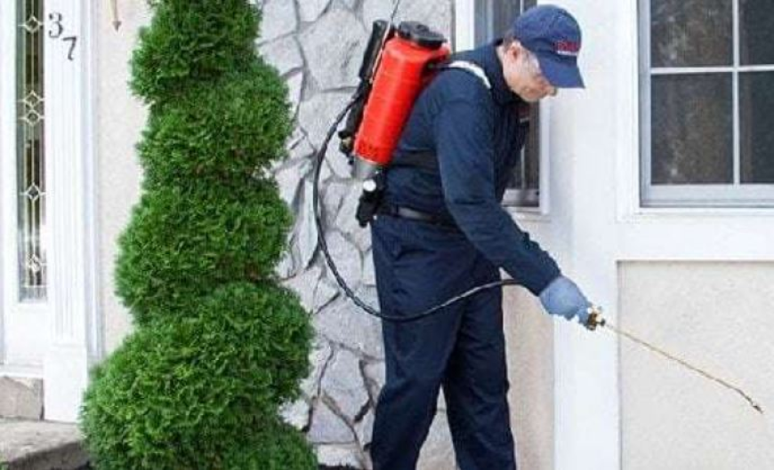 How Dangerous Is the Australian Hornet Wasp?