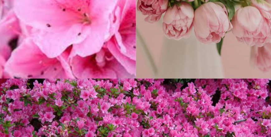 Add Beauty and Privacy to Your Garden with Lilly Pilly Plants Online