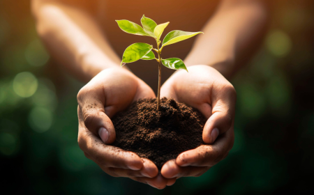 Turning Waste into Wealth: South Korea's Biochar Market Booms with Sustainability Innovations