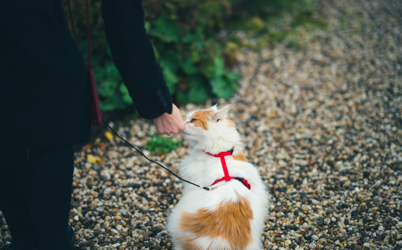 Maintaining a Clean Home with Pets: Top Pet Safe Cleaners You Need
