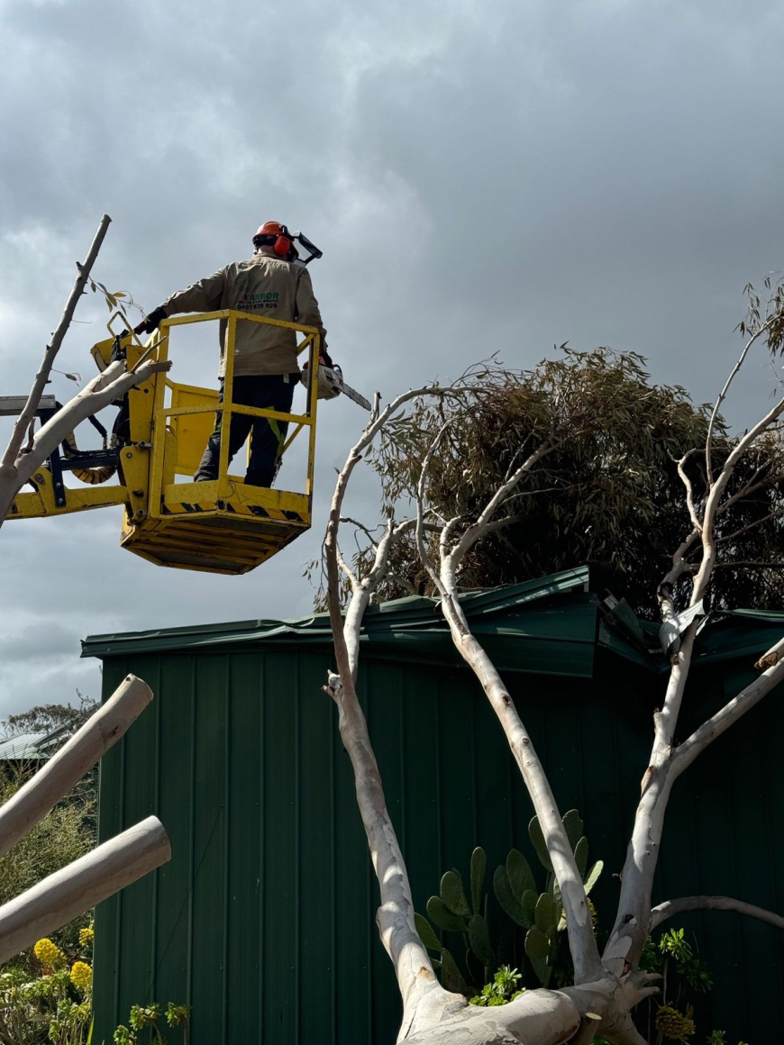 Protect Your Property: Benj Geerling's Hazardous Tree Solutions