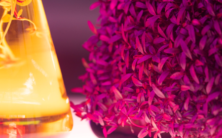 Exploring the Future of Aroma Chemicals Market: Opportunities & Challenges