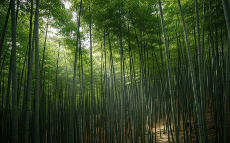 How to Choose the Right Diameter for Long Bamboo Poles