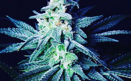 Discover Royals Cannabis: Elevate Your Experience with Royal Kush