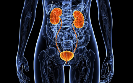 Lupus Nephritis Treatment Market: Size, Trends, and Growth Analysis 2025-2032