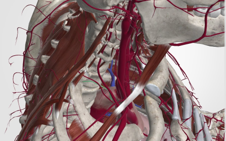 Carotid Artery Stent Market Size, Trends, and Growth Forecast 2025-2032