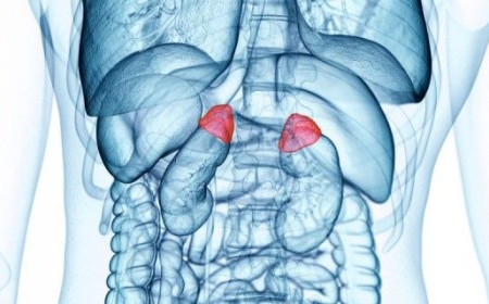 Acrocallosal Syndrome Market Size, Trends, and Growth Forecast 2025-2032