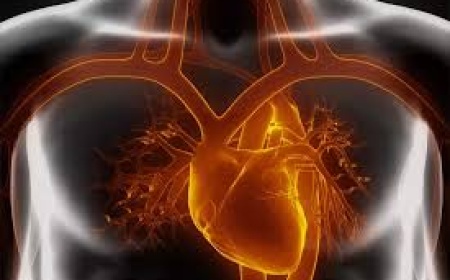 Cardiac Amyloidosis Market Size, Trends, and Growth Opportunities to 2032