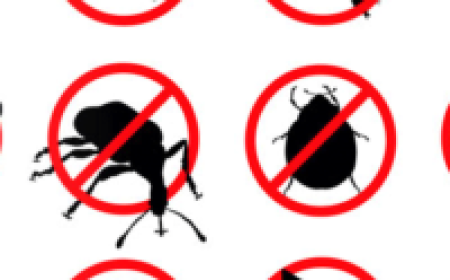 Why Restaurants Can Meet Health Inspection Standards Every Time