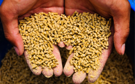 Organic Feed: The Best Choice for Sustainable Farming